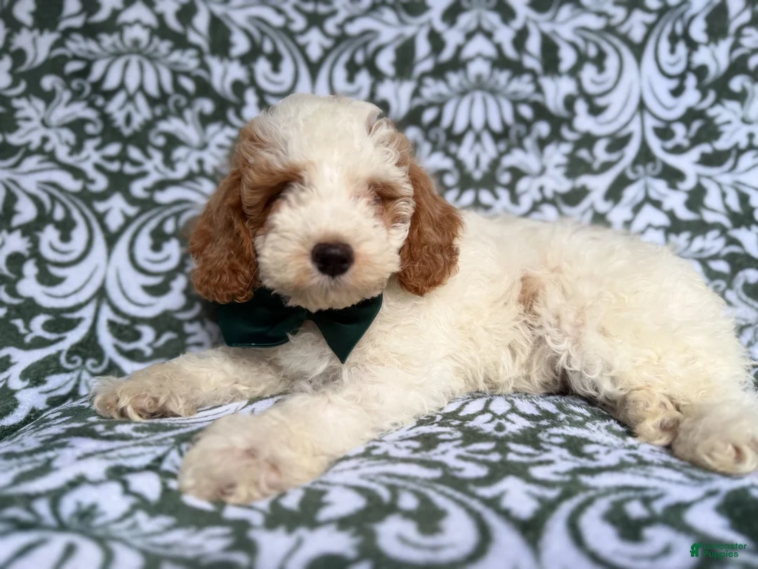 Cockapoo dogs for sale: Jax - Ad 8