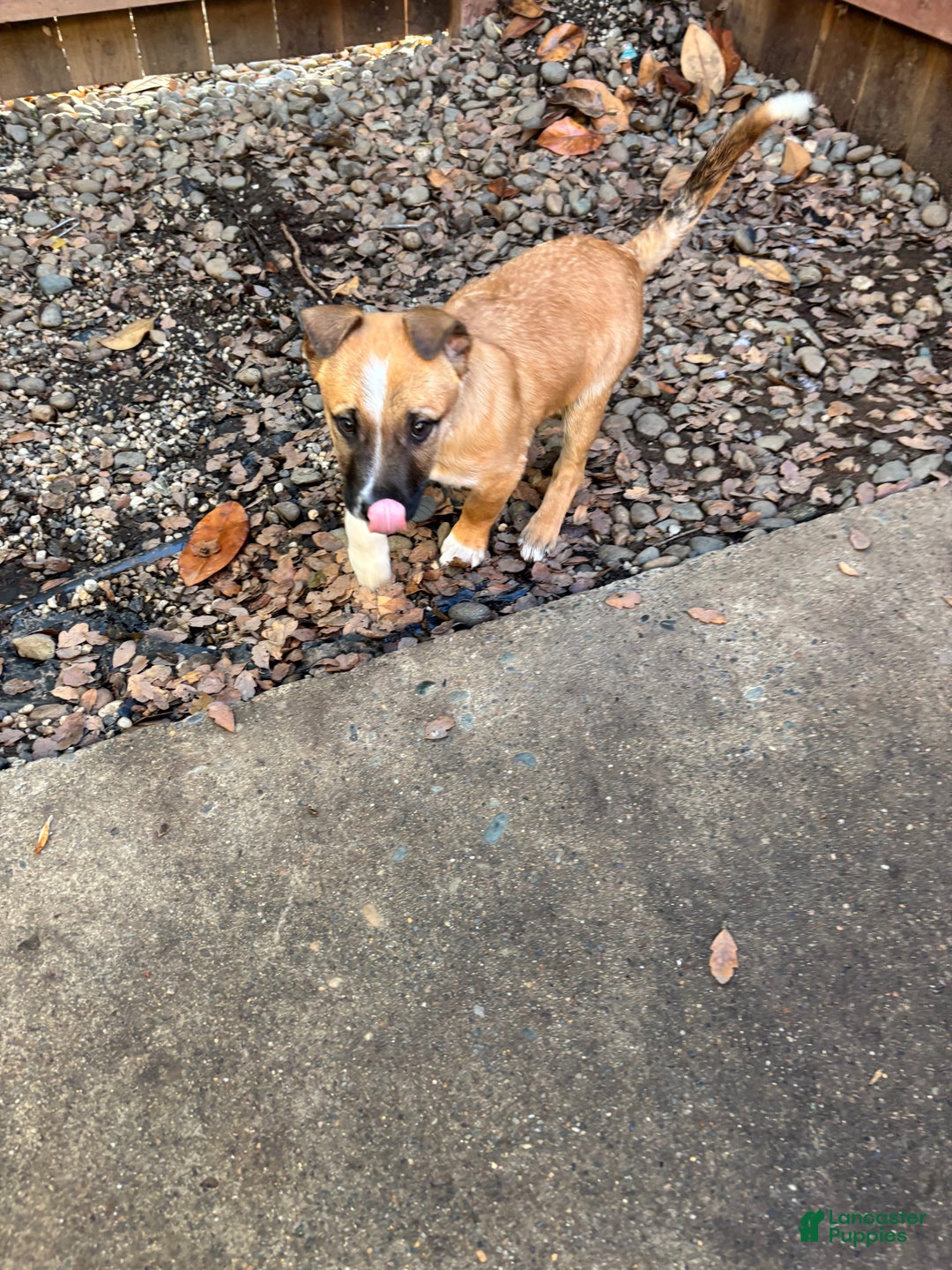 Mixed Breed dogs for sale: Mixed Breed Puppy 1 - Ad 2