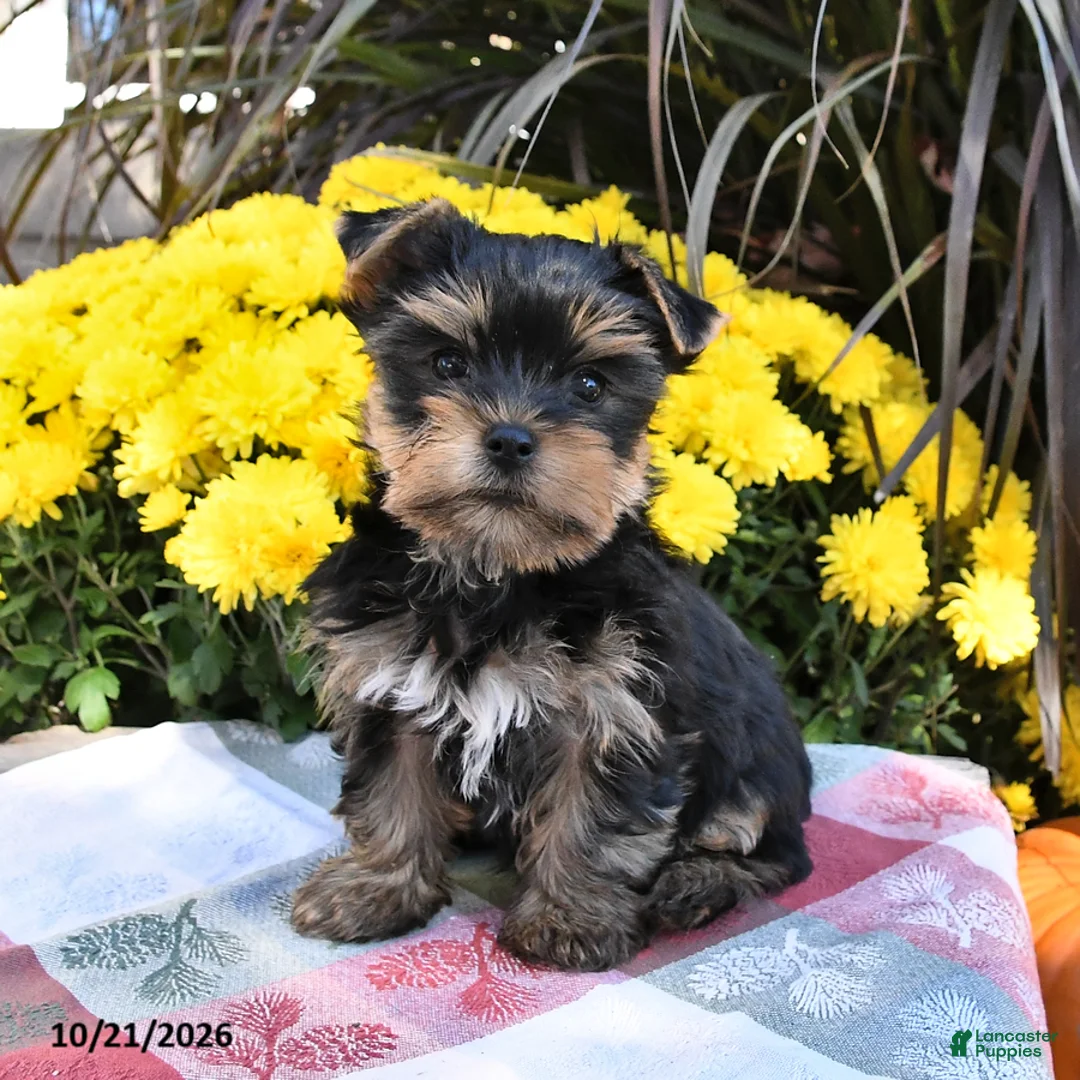 Yorkshire Terrier dogs for sale: Toby - Ad 2
