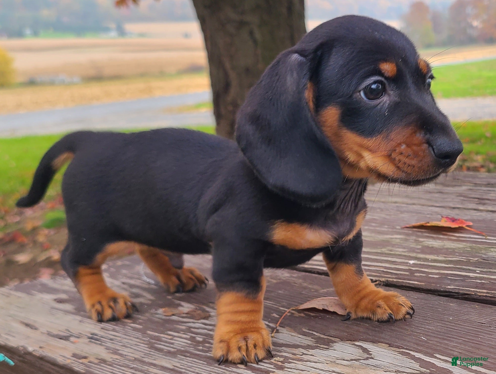Miniature Dachshund dogs for sale: Kasper - Ad 2