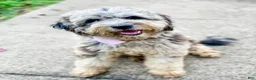 Goldendoodle dogs for sale: Flopsy  - Ad 8