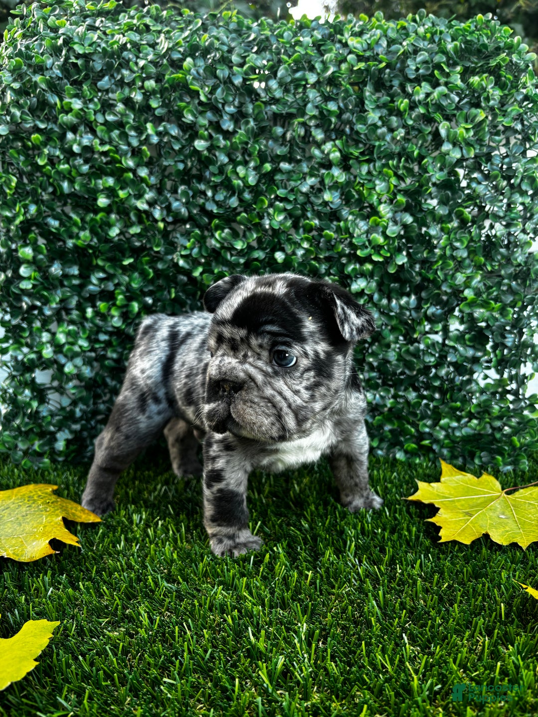 French Bulldog dogs for sale: Lighting - Ad 4