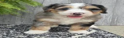 Mini Bernedoodle dogs for sale: Mini Zues - Ad 19