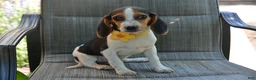 Beagle dogs for sale: Drew - Ad 2