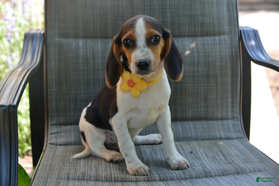 Beagle dogs for sale: Drew - Ad 2