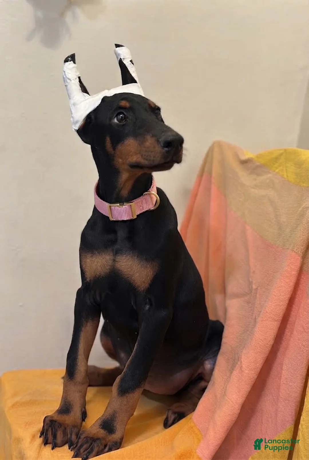 Doberman Pinscher dogs for sale: Doberman Black/Rust Female  - Ad 1