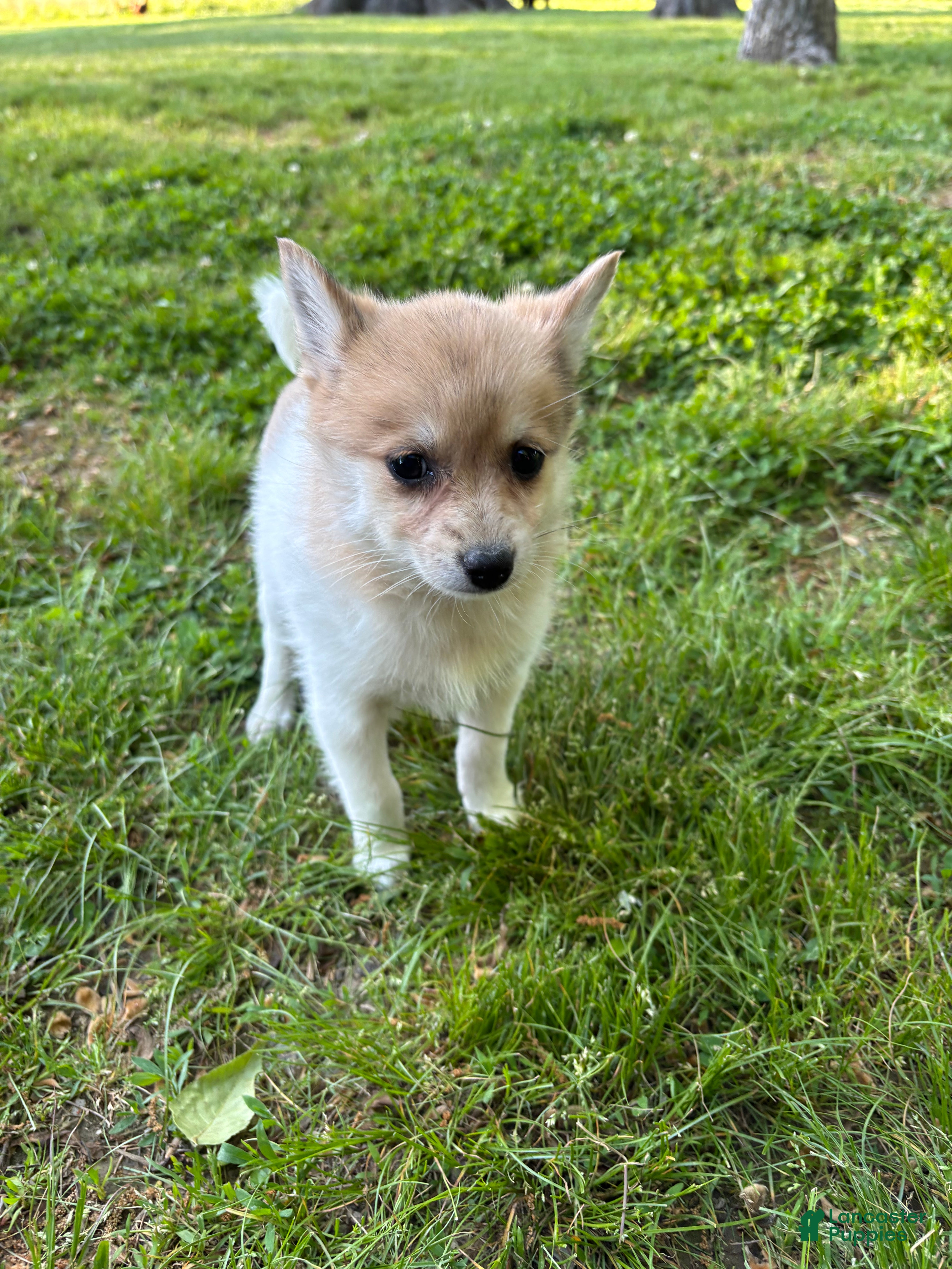 Pomsky dogs Mila - Ad 1
