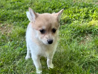 Pomsky dogs for sale: Mila - Ad 1