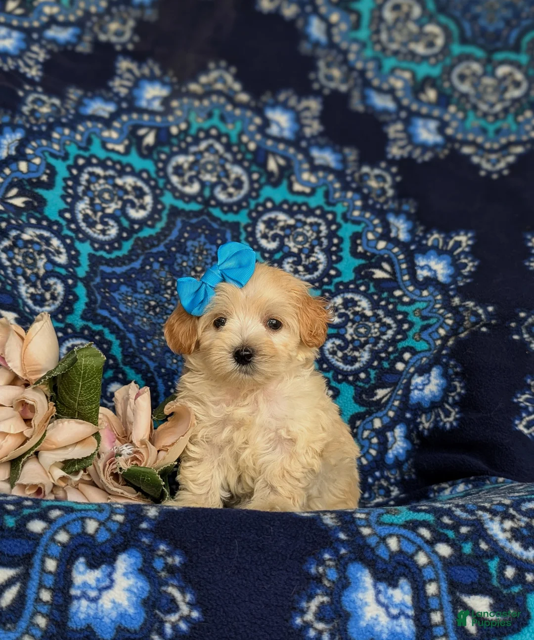Maltipoo dogs for sale: Cait 8 lbs Full Grown - Ad 1