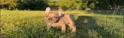 French Bulldog dogs for sale: French Bulldog 3 - Ad 4
