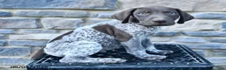 German Shorthaired Pointer dogs for sale: Jade - Ad 3