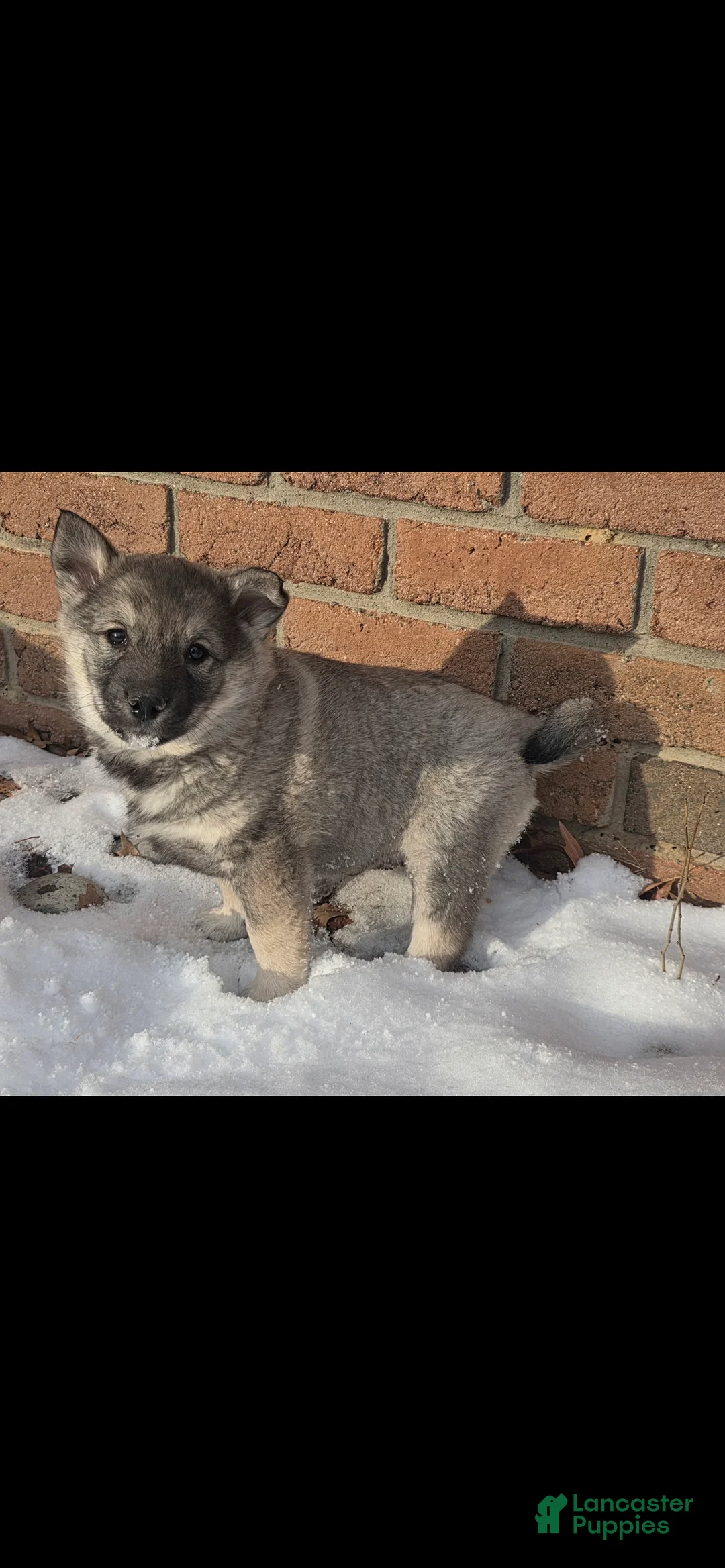 Norwegian Elkhound dogs for sale: Norwegian Elkhound Puppy 4 - Ad 1