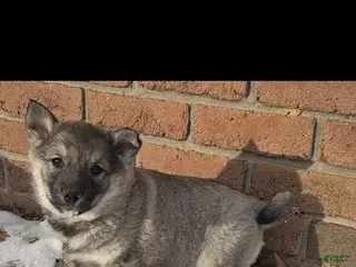 Norwegian Elkhound dogs Norwegian Elkhound Puppy 4 - Ad 25