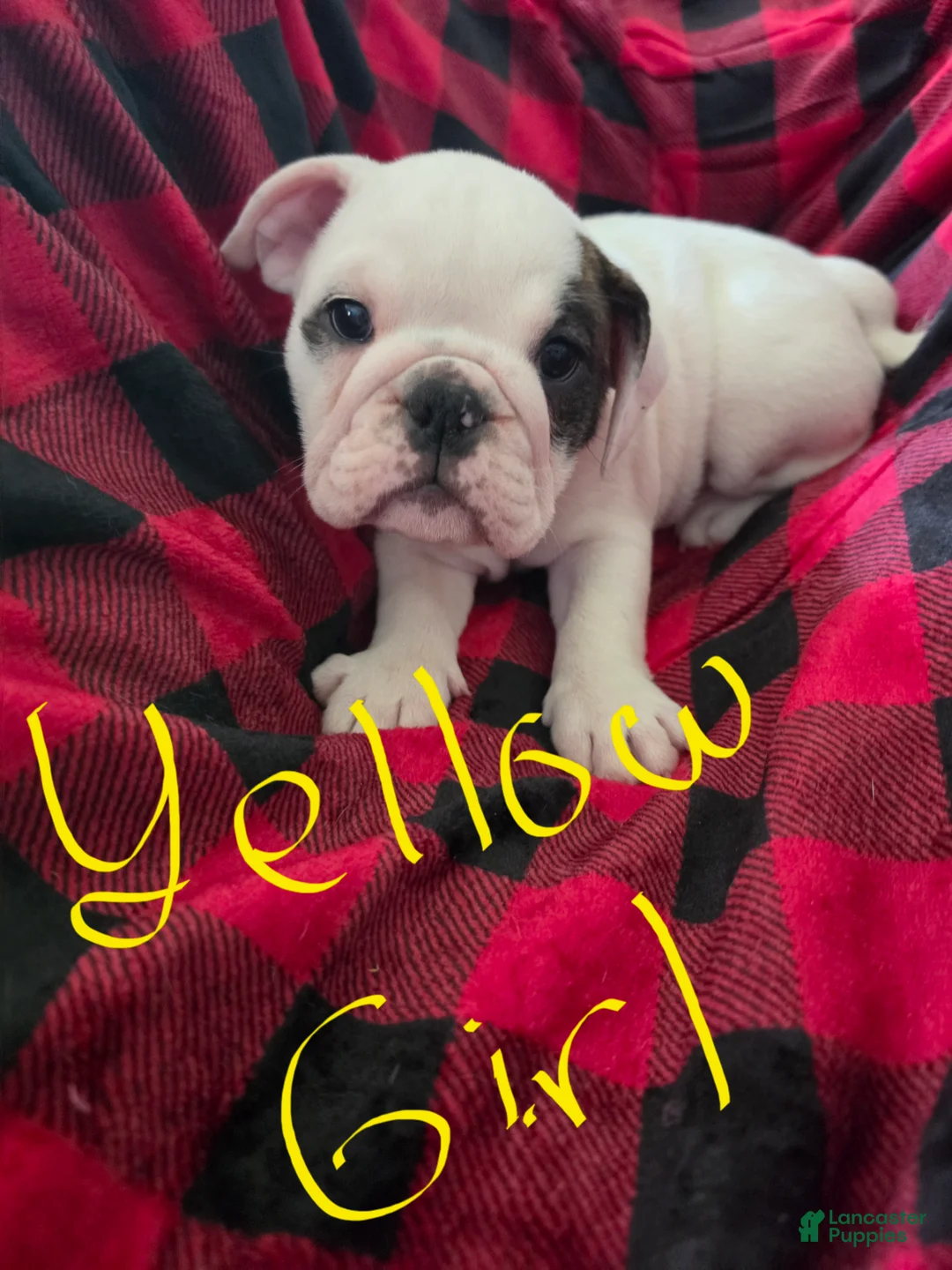 English Bulldog dogs for sale: English Bulldog 5 - Ad 1