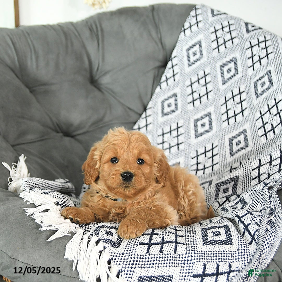 Mini Goldendoodle dogs for sale: Elf - Ad 4