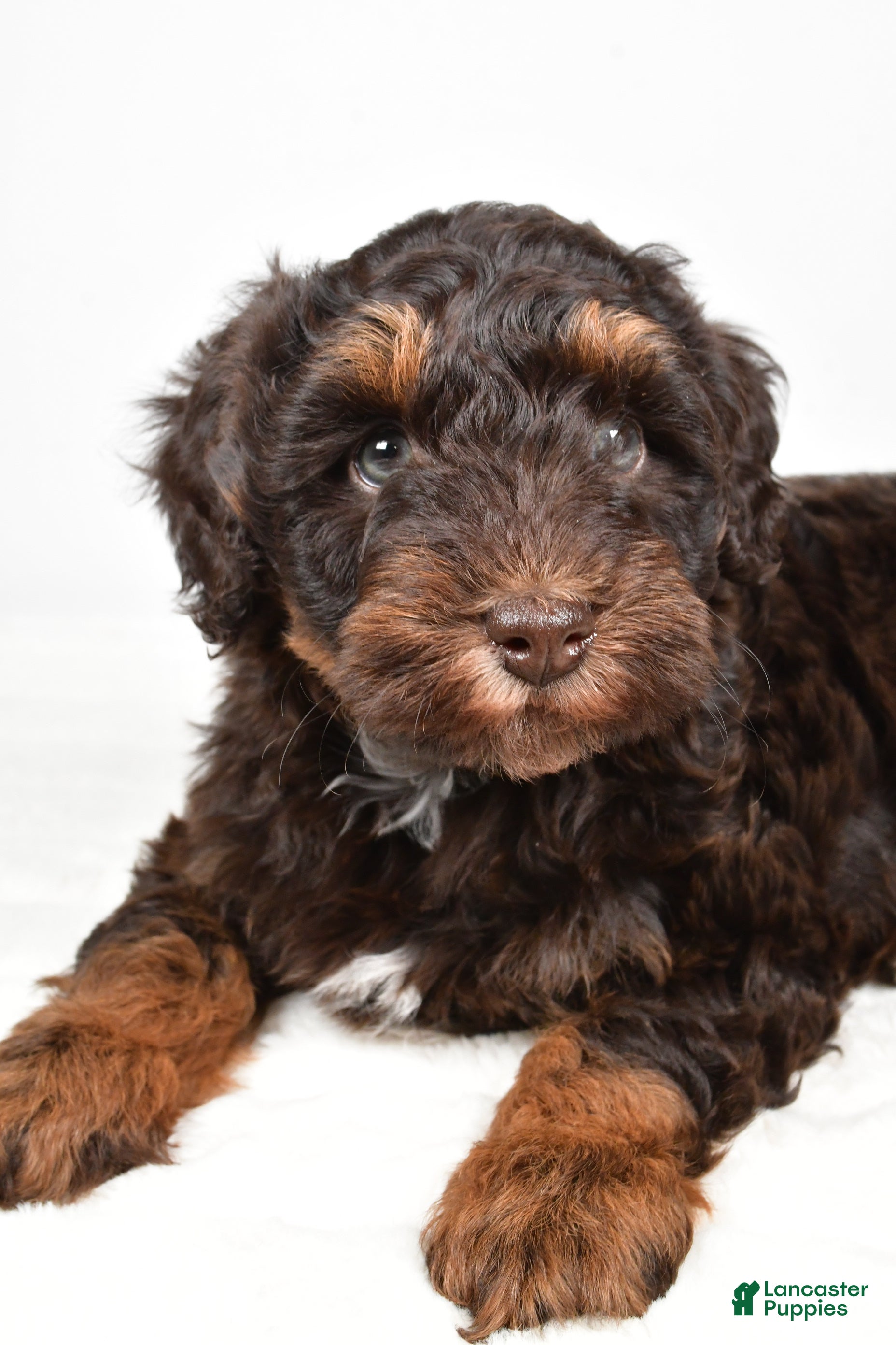 Mixed Breed dogs Mari - Ad 3