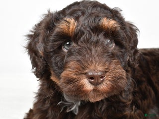 Mixed Breed dogs Mari - Ad 3