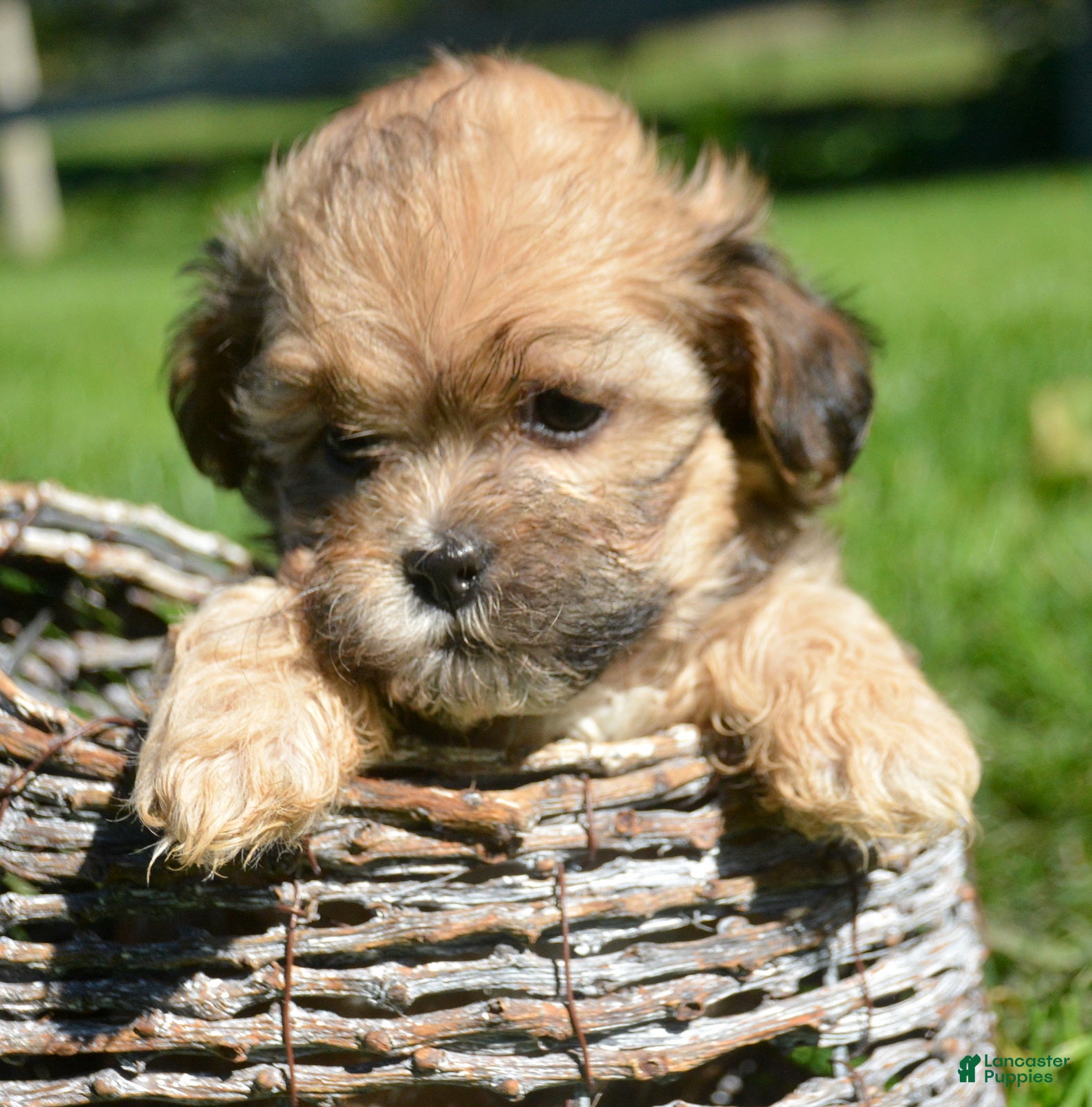 Shihpoo dogs Shani Shihpoo 5 - Ad 1