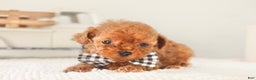 Toy Poodle dogs for sale: Gingerbread - Ad 8