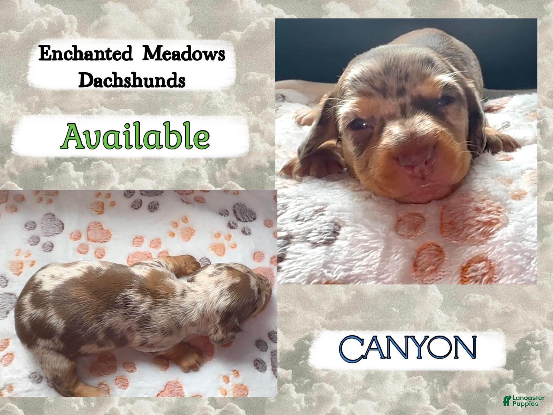 Miniature Dachshund dogs Canyon - Ad 1