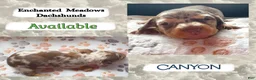Miniature Dachshund dogs for sale: Canyon - Ad 1
