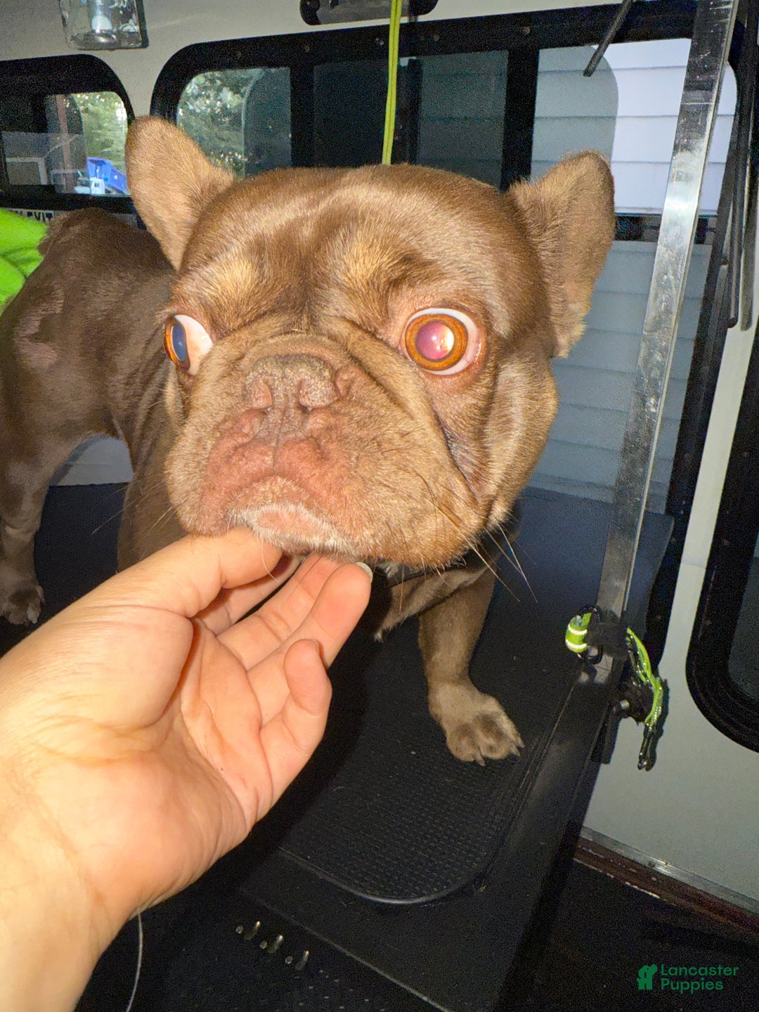 French Bulldog dogs for sale: French Bulldog Puppy 2 - Ad 3