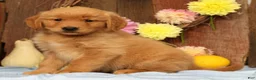 Golden Retriever dogs for sale: Hansel - Ad 4