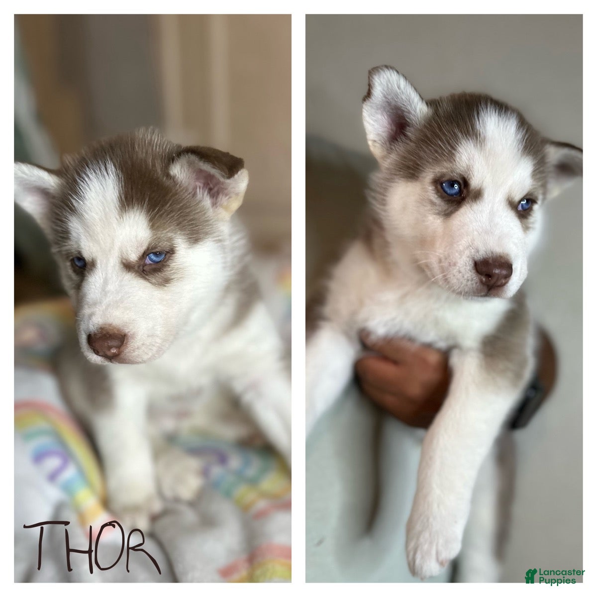 Siberian Husky dogs Thor - Ad 25