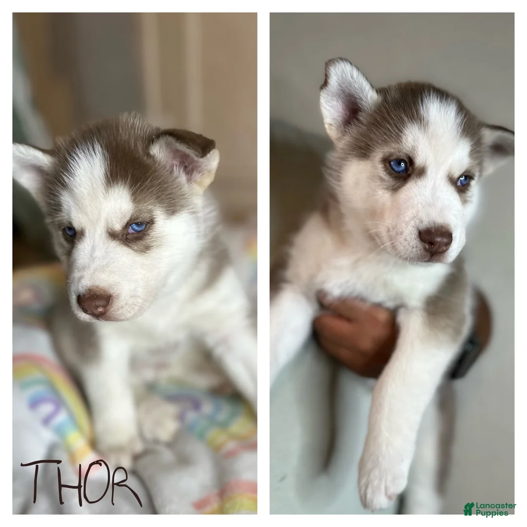 Siberian Husky dogs for sale: Thor - Ad 1