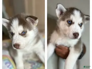 Siberian Husky dogs Thor - Ad 36