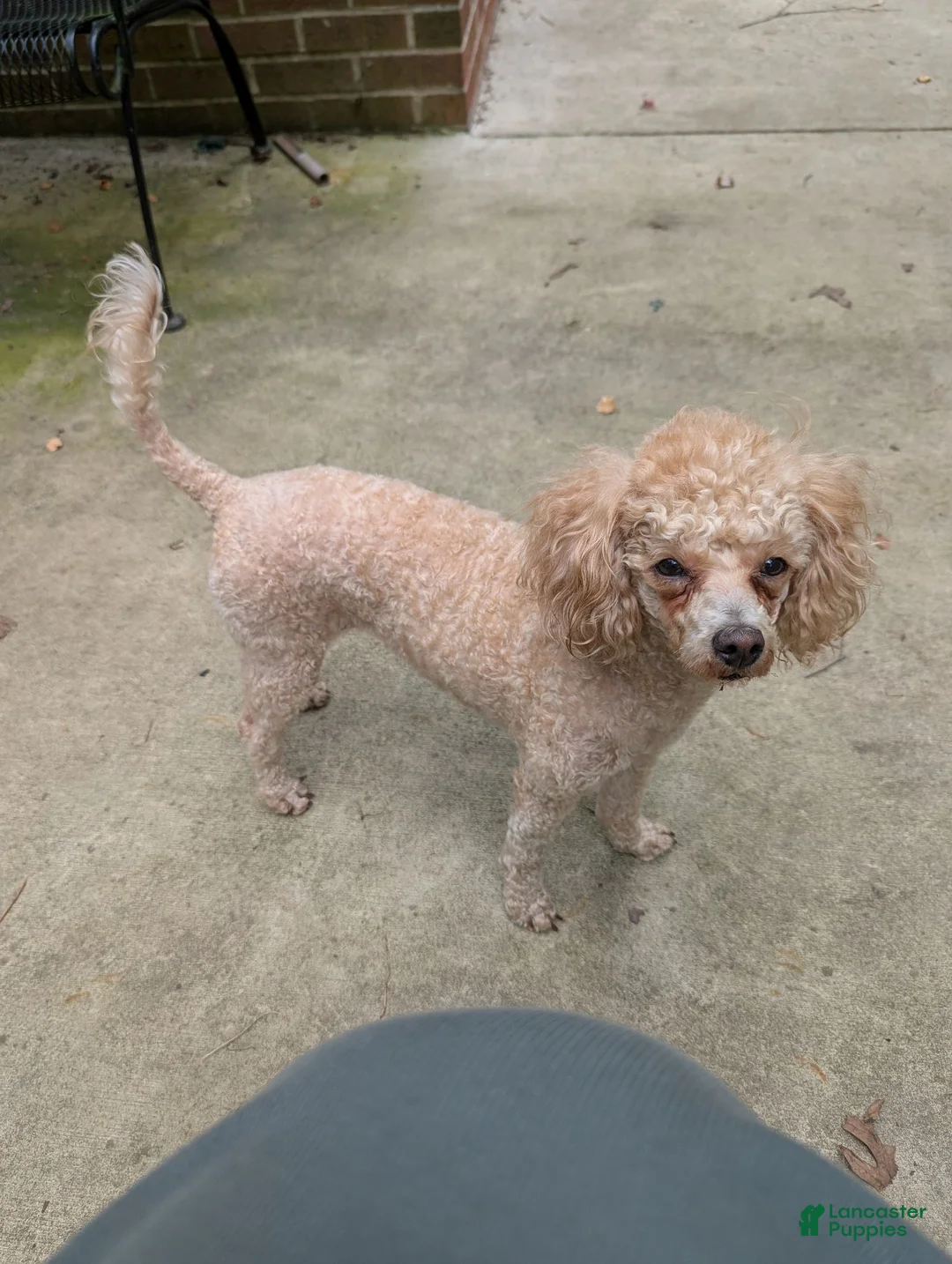 Toy Poodle dogs for sale: Toy Poodle 3 - Ad 2