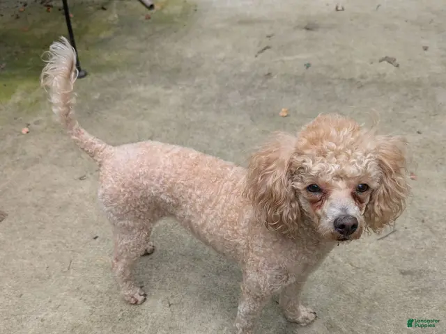 Toy Poodle dogs Toy Poodle 1 - Ad 2