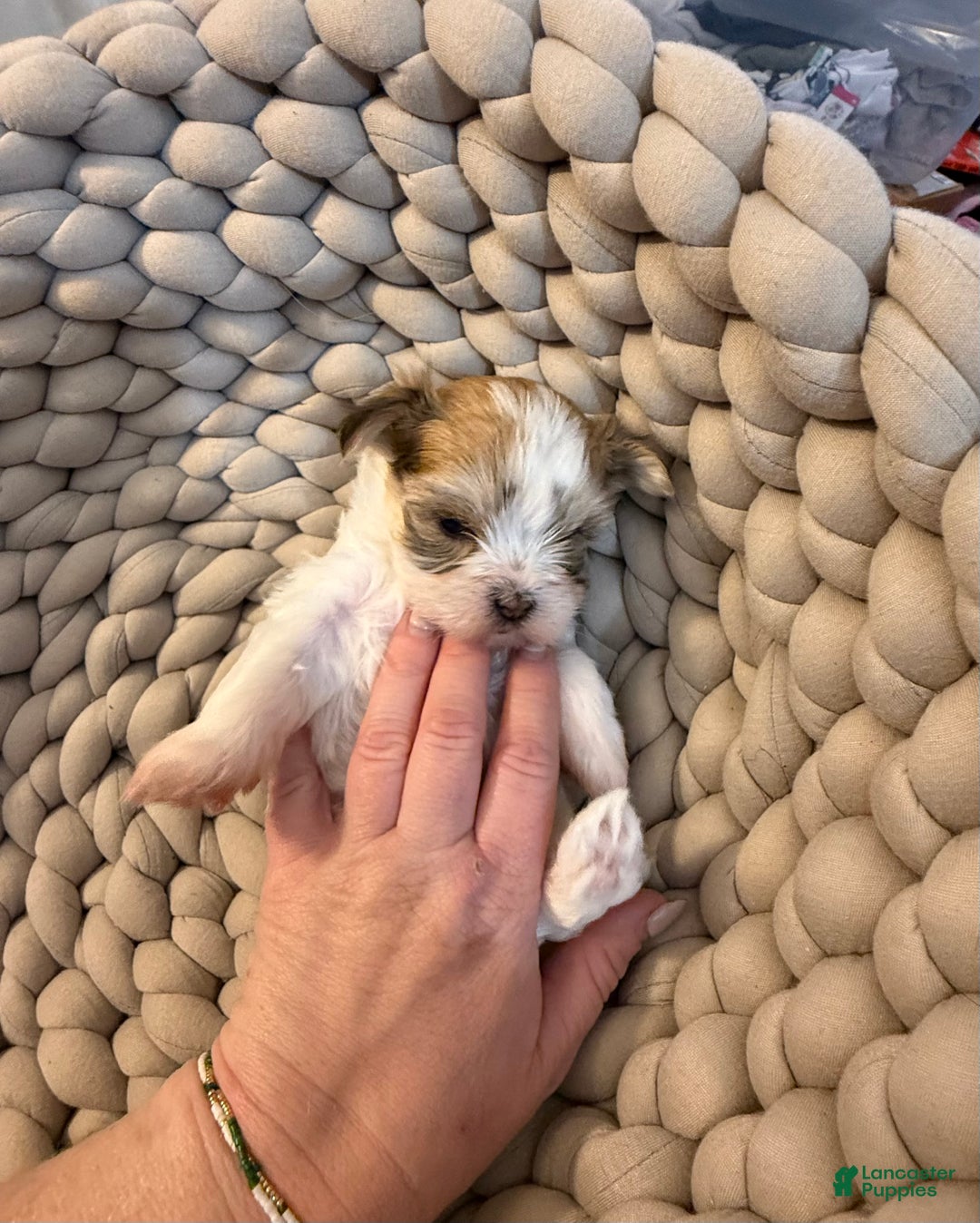 Morkie dogs for sale: TEACUP JOY  - Ad 10