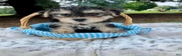 Morkie dogs for sale: Oreo - Ad 1