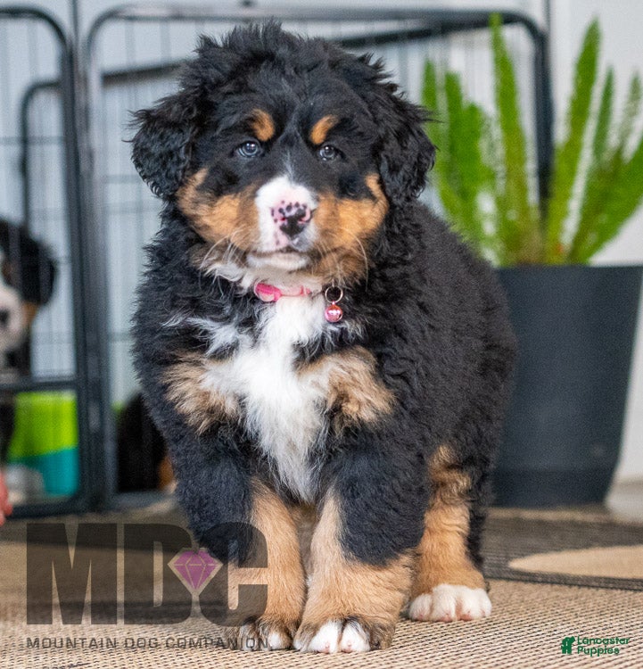 Bernese Mountain Dog dogs Cambria - Ad 42