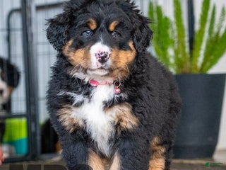 Bernese Mountain Dog dogs Cambria - Ad 34