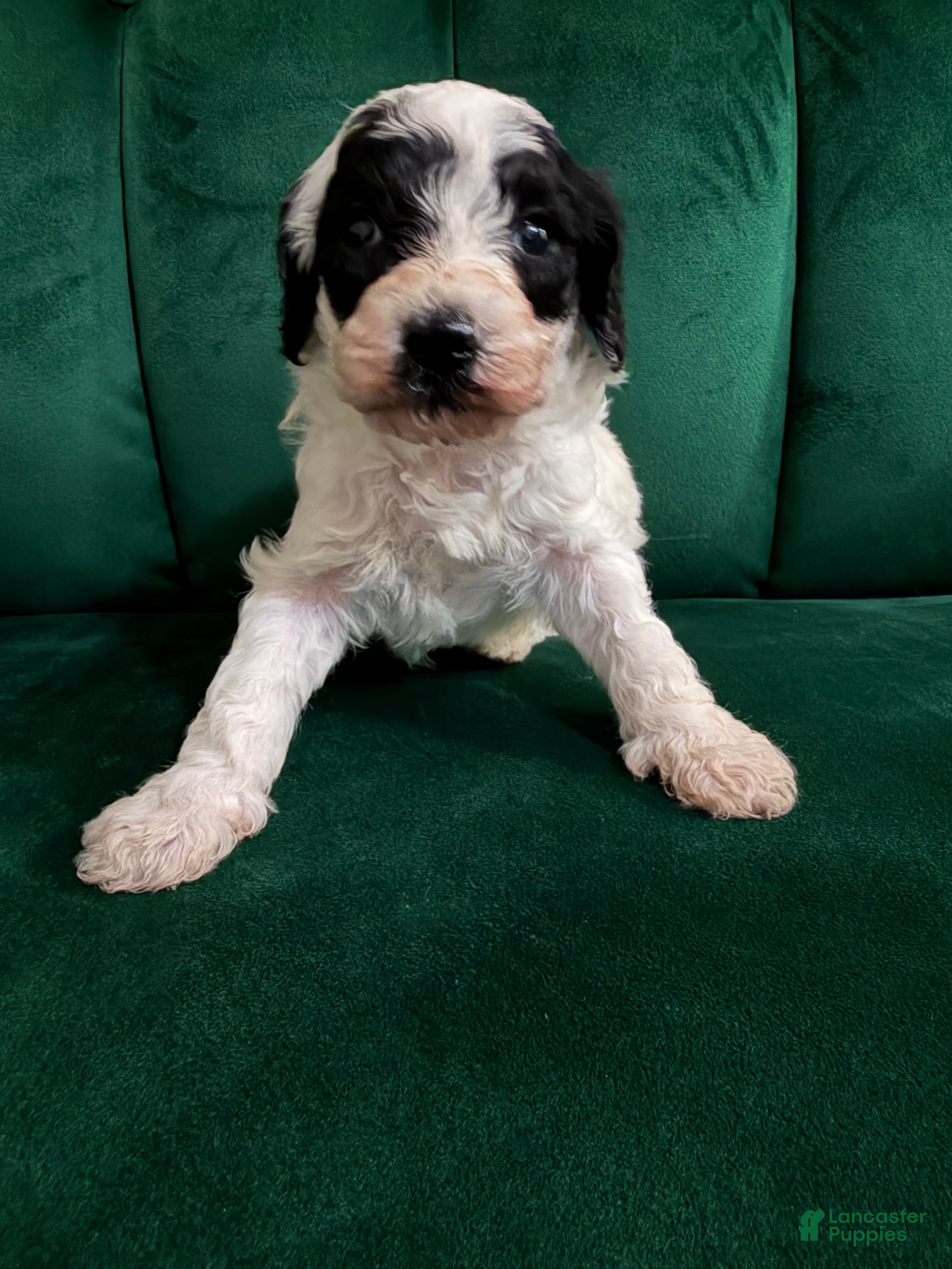 Cavapoo dogs Cavapoo Puppy 2 - Ad 5