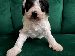 Cavapoo dogs Cavapoo Puppy 2 - Ad 10