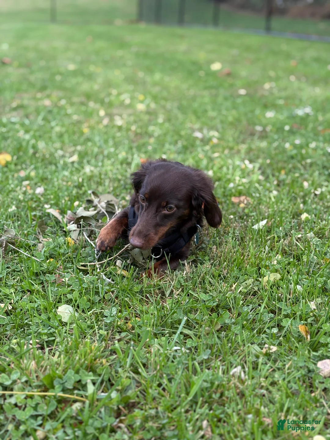 Miniature Dachshund dogs for sale: Miniature Dachshund Puppy 1 - Ad 2