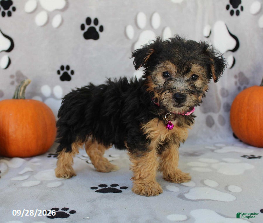 Yorkiepoo dogs Sierra - Ad 2