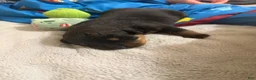 Rottweiler dogs for sale: Rottweiler Puppy 7 - Ad 14