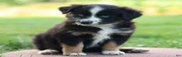Miniature Australian Shepherd dogs for sale: Joyce - Ad 5