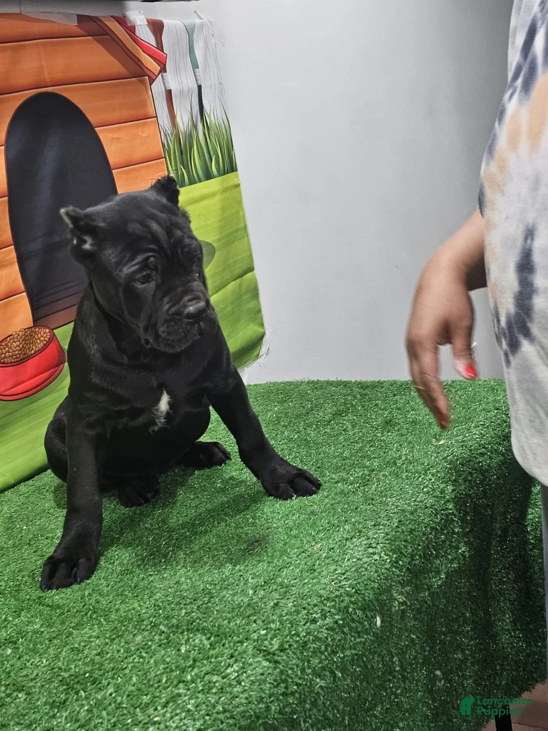 Cane Corso dogs for sale: GIZZEL - Ad 14