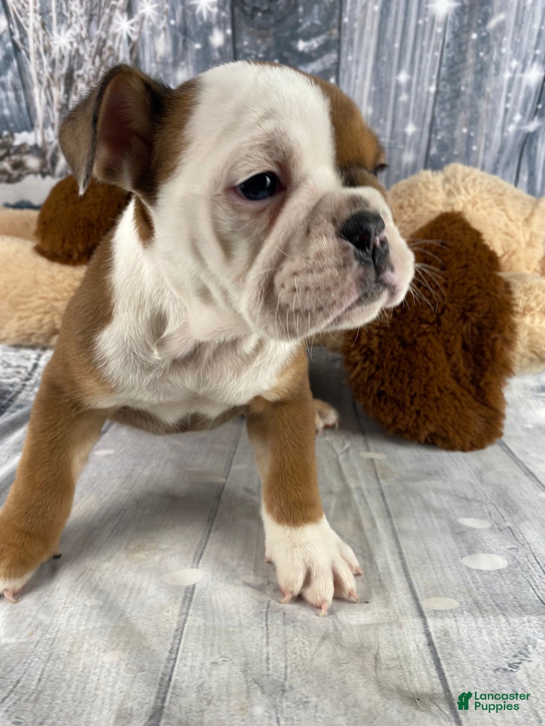 English Bulldog dogs for sale: Nora - Ad 11