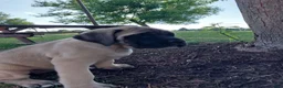 English Mastiff dogs for sale: Marcey - Ad 4