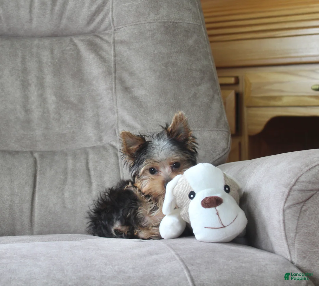 Yorkshire Terrier dogs for sale: Jingles - Ad 1