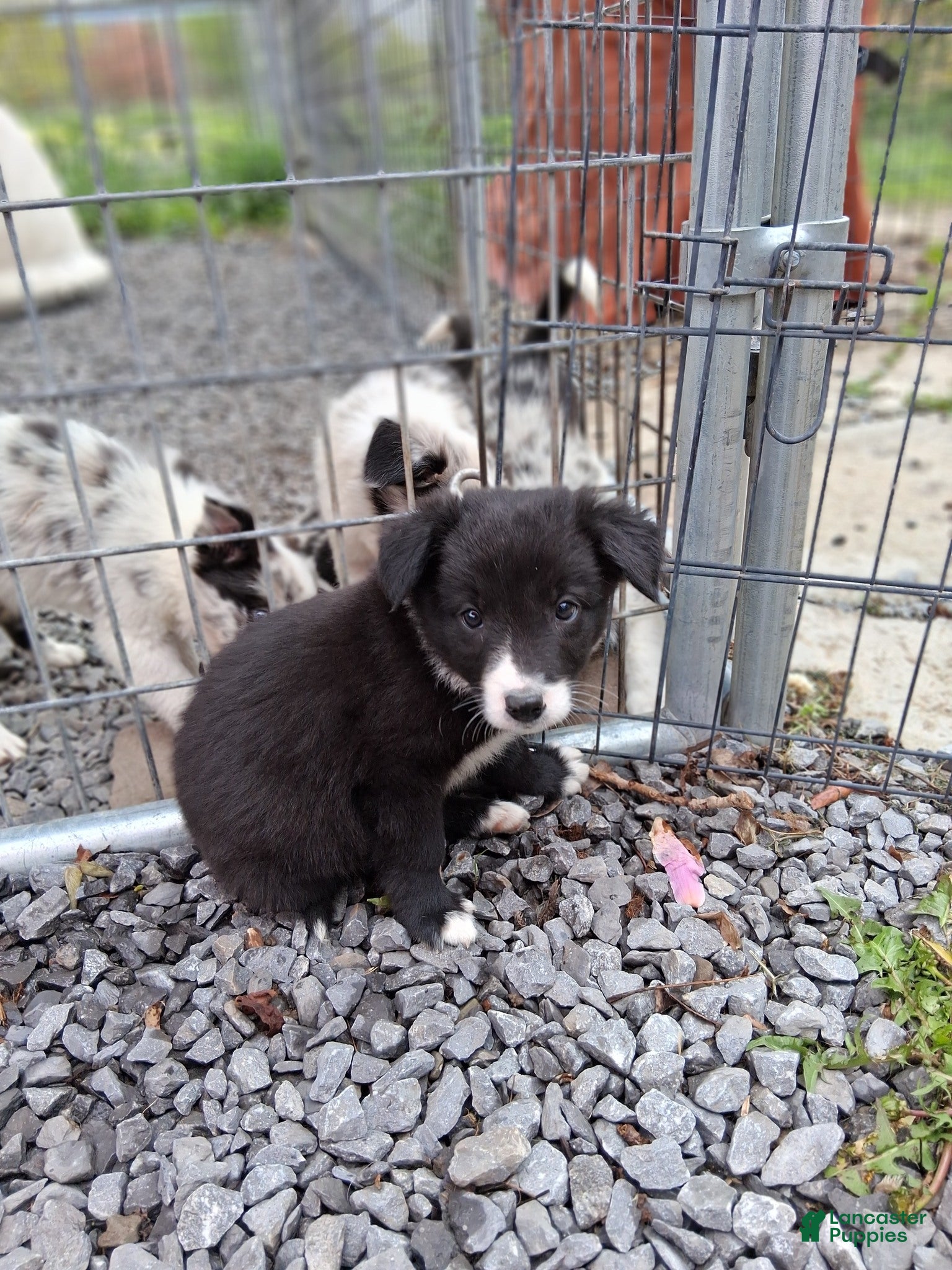 Border Collie dogs RYAN - Ad 4