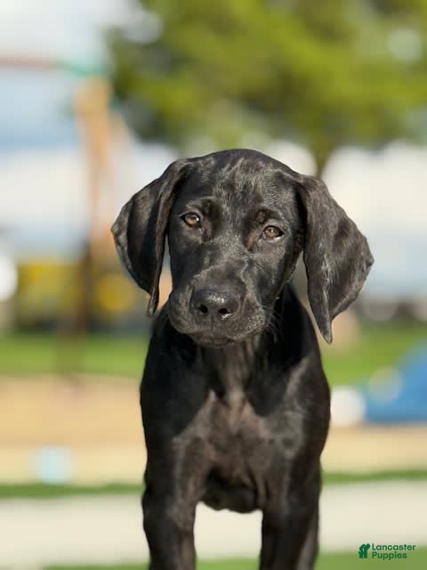 Vizsla Dog Great Dane Vizsla Mix Hungarian Vizsla Lab Mix For Sale