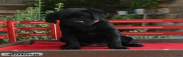 Labrador Retriever dogs for sale: Blackie - Ad 5