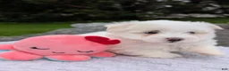 Maltese dogs for sale: Maltese 2 - Ad 22